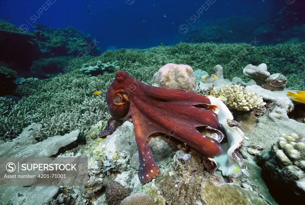 Octopus (Octopus sp) eating Clam (Tridacna sp), Solomon Islands