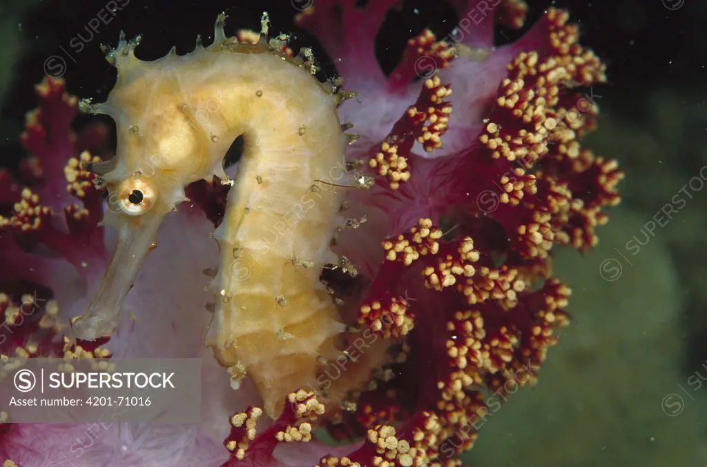 Seahorse (Hippocampus sp) on Soft Coral (Dendronephthya sp), Papua New Guinea