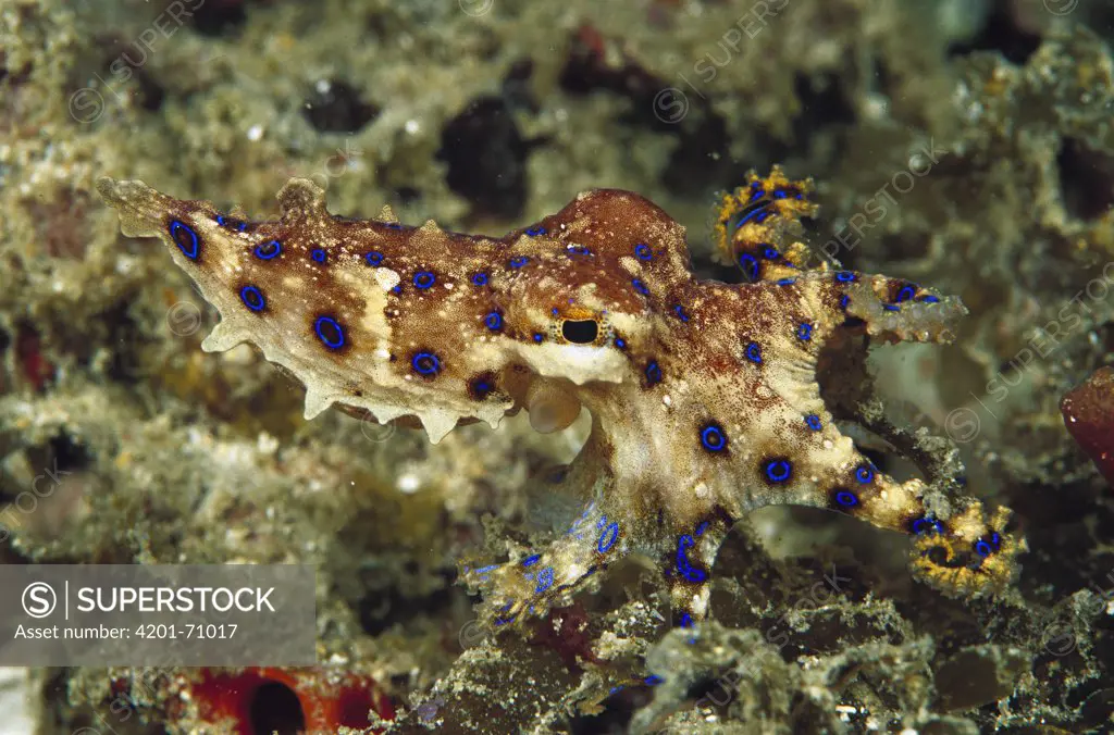 Blue-ringed Octopus (Hapalochlaena sp) only a few inches long and poison is deadly but they are not aggressive, Papua New Guinea