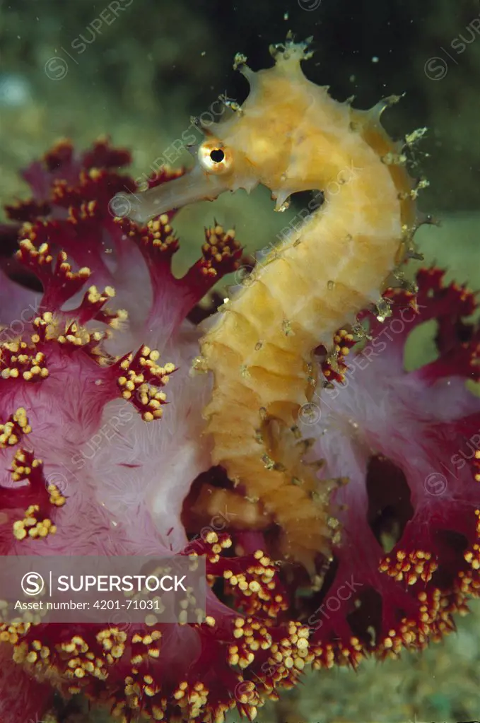 Seahorse (Hippocampus sp) holding on to a Crinoid, Papua, Papua New Guinea