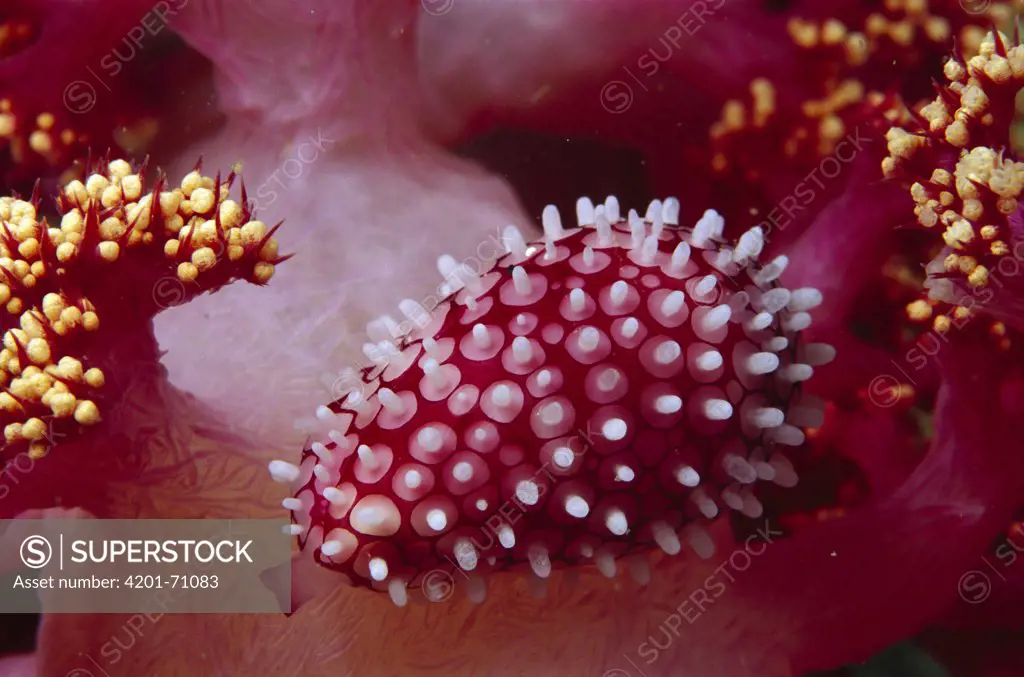 Cowry (Pseudosimnia sp) on Soft Coral (Dendronephthya sp) 40 feet deep, Papua New Guinea