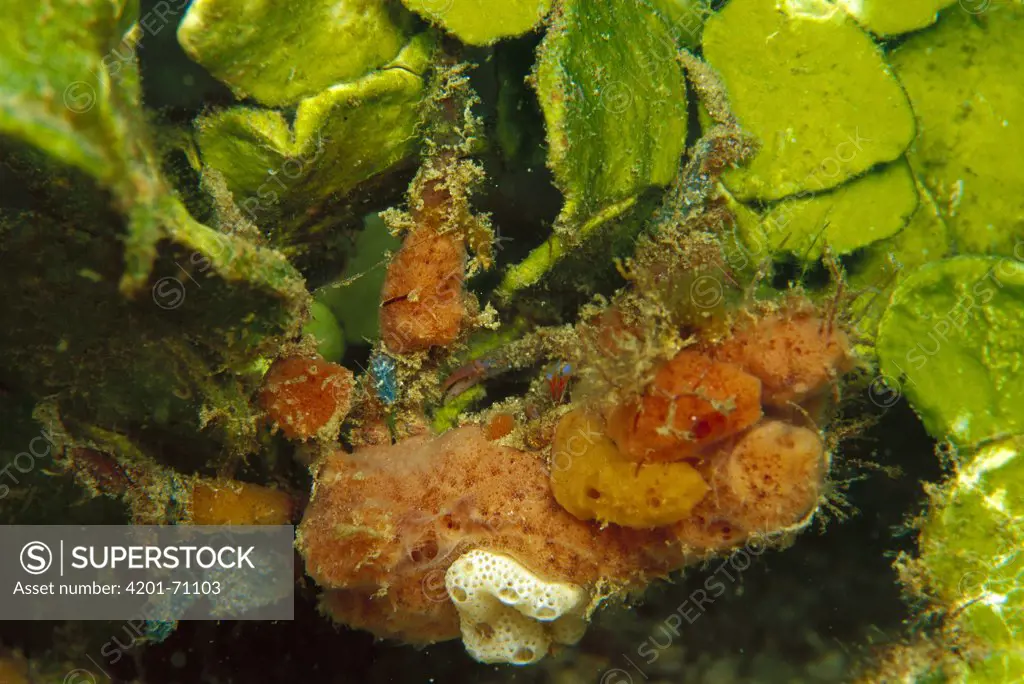 Spider Crab (Majidae) covered in Sponges, on Halimeda Algae (Halimeda macroloba) 60 feet deep, Papua New Guinea