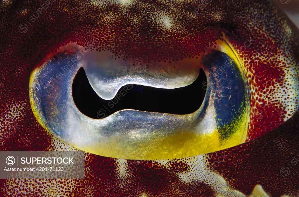 Cuttlefish (Sepia sp) eye detail, Papua New Guinea