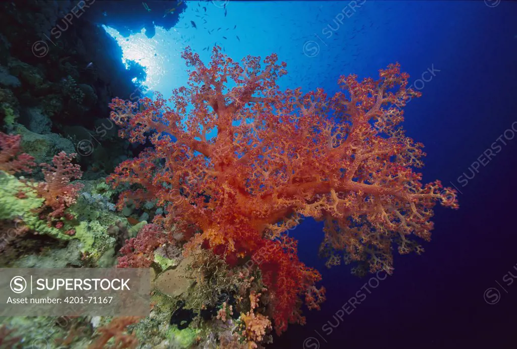 Soft Coral (Dendronephthya sp) outcroppings 60 feet deep, Solomon Islands
