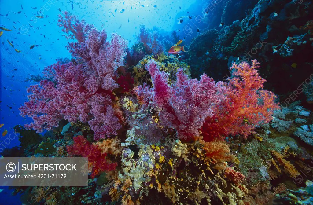 Soft Coral outcropings (Dendronephthya sp) and Anthias fish on coral reef, 50 feet deep, Red Sea, Egypt