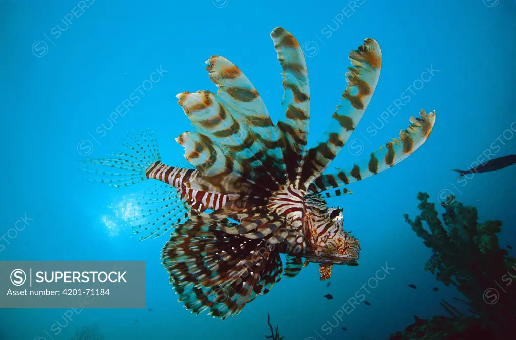 Lionfish (Pterois sp) swimming over coral reef, venomous reef fish, 20 feet deep off of the Solomon Islands