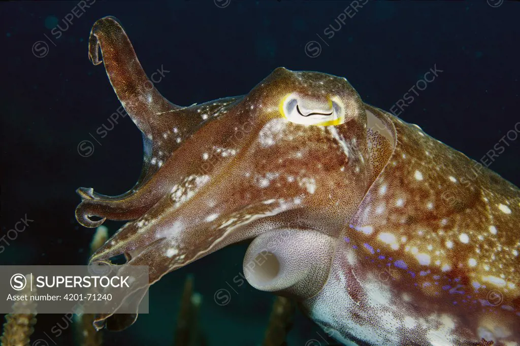 Cuttlefish (Sepia sp) 60 feet deep, Papua New Guinea
