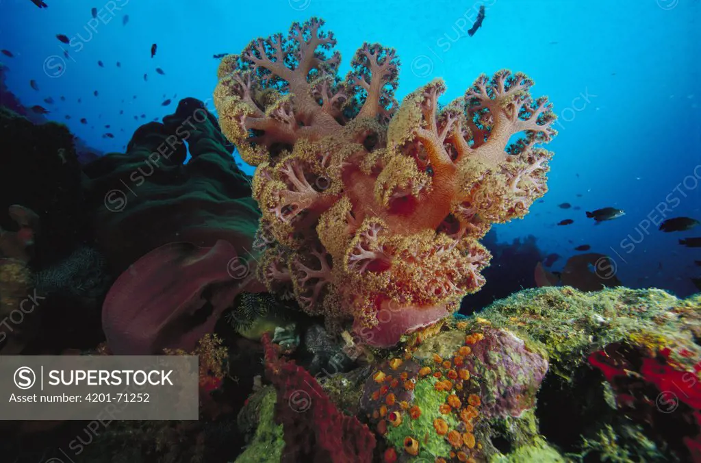 Soft Coral (Dendronephthya sp) outcroppings 60 feet deep, Papua New Guinea