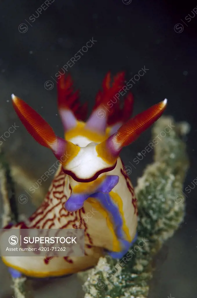 Nudibranch (Nembrotha sp) 40 feet deep, Papua New Guinea