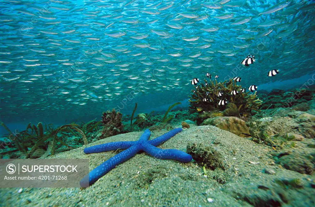 Blue Sea Star (Linckia laevigata) and schooling baitfish, 20 feet deep, Papua New Guinea