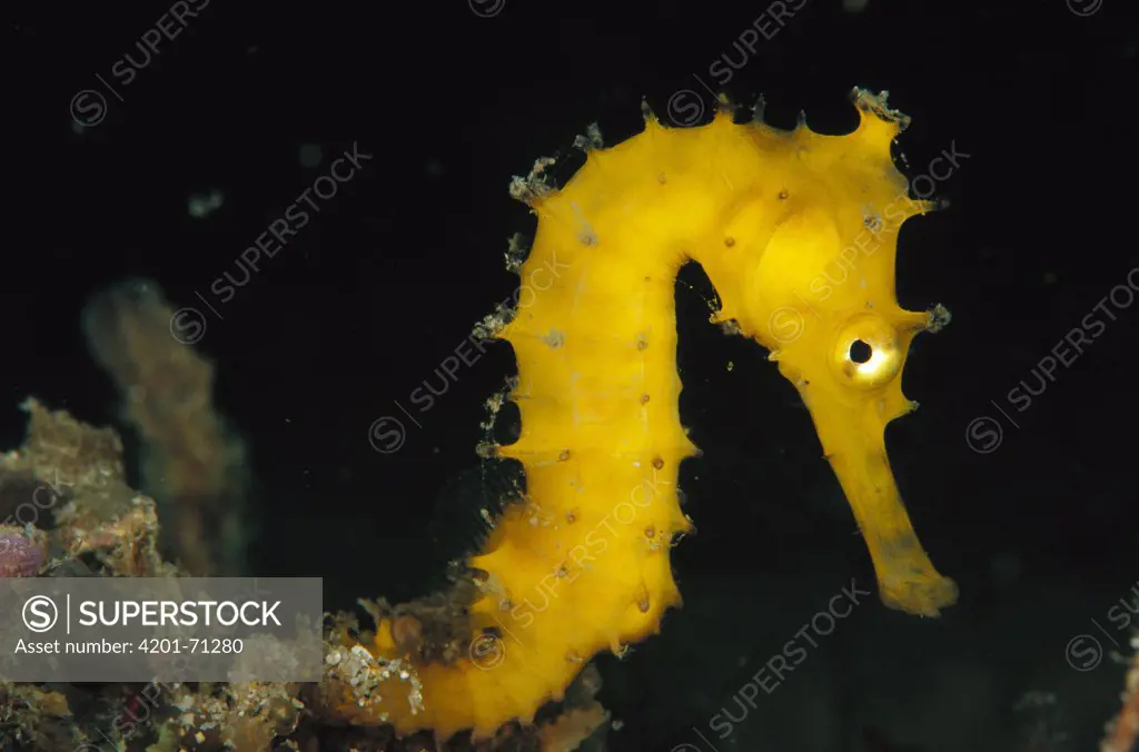 Seahorse (Hippocampus sp) 50 feet deep, Papua New Guinea