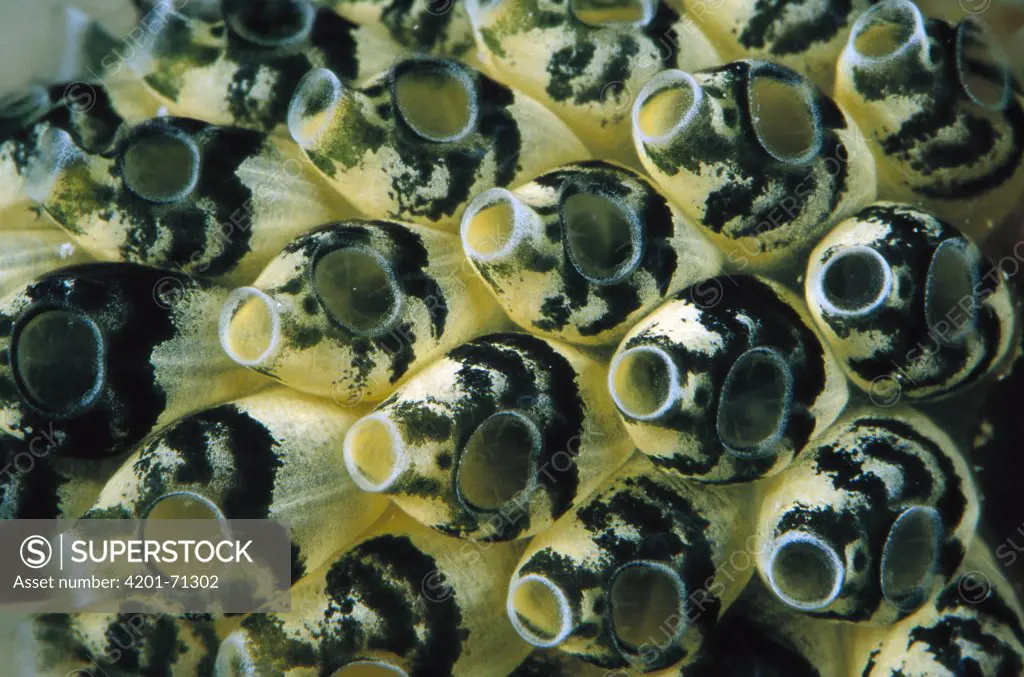Sea Squirt (Clavelina sp) group, Papua New Guinea