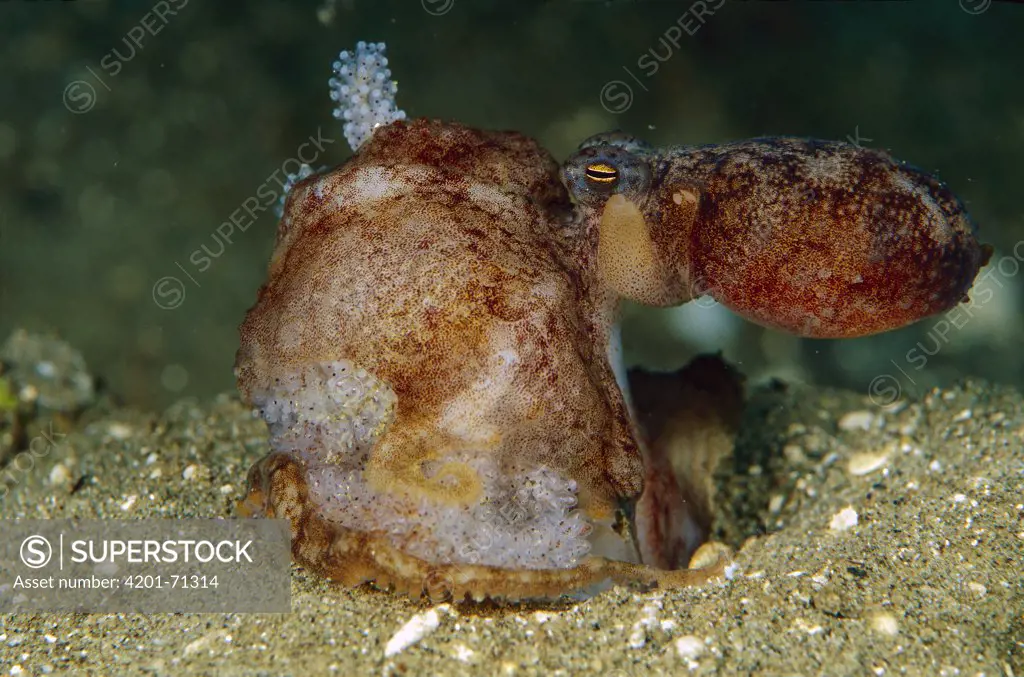 Octopus (Octopus sp) female surrounding egg clutch, Papua New Guinea