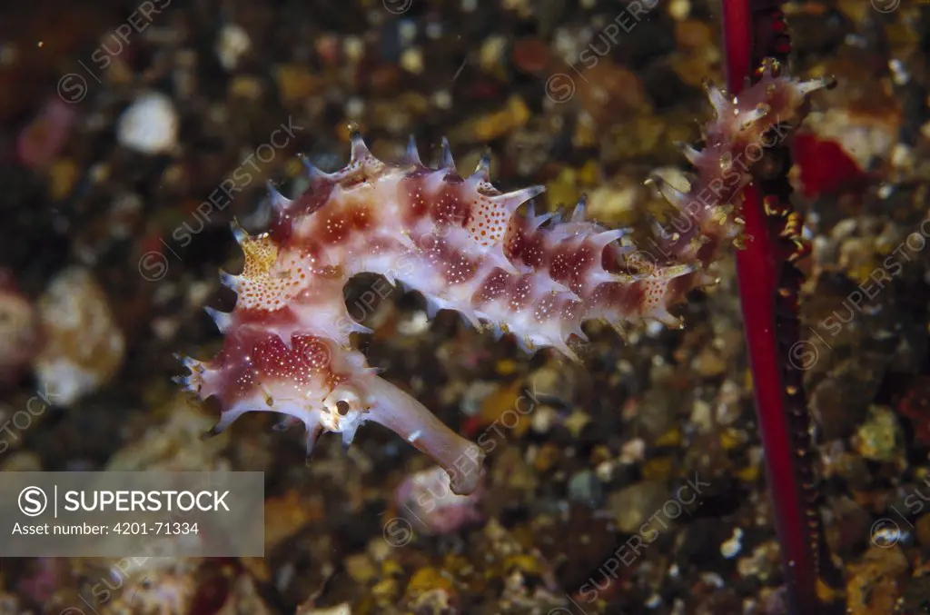 Seahorse (Hippocampus sp) holding on to Sea Pen (Virgularia sp) 90 feet deep, Indonesia