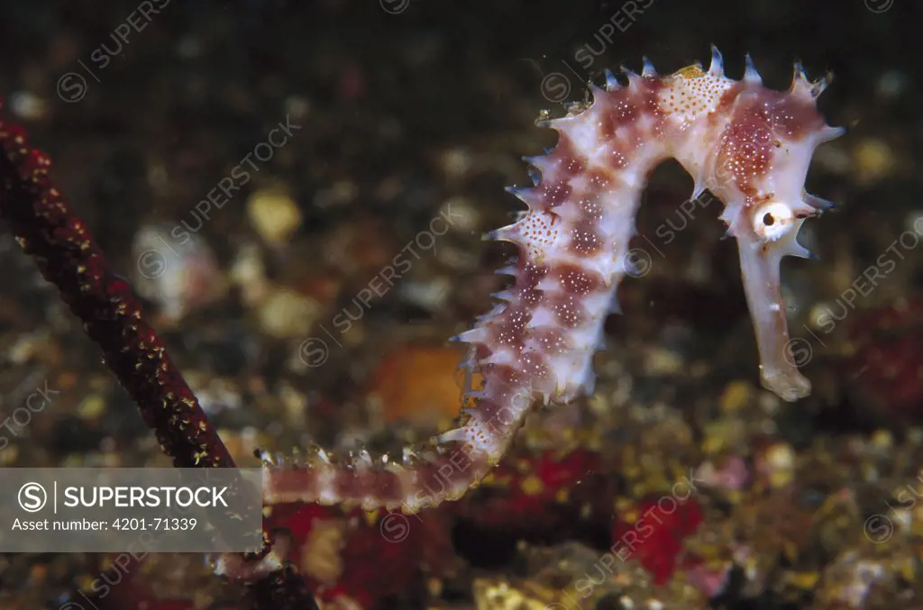 Seahorse (Hippocampus sp) holding on to Sea Pen (Virgularia sp) 90 feet deep, Indonesia