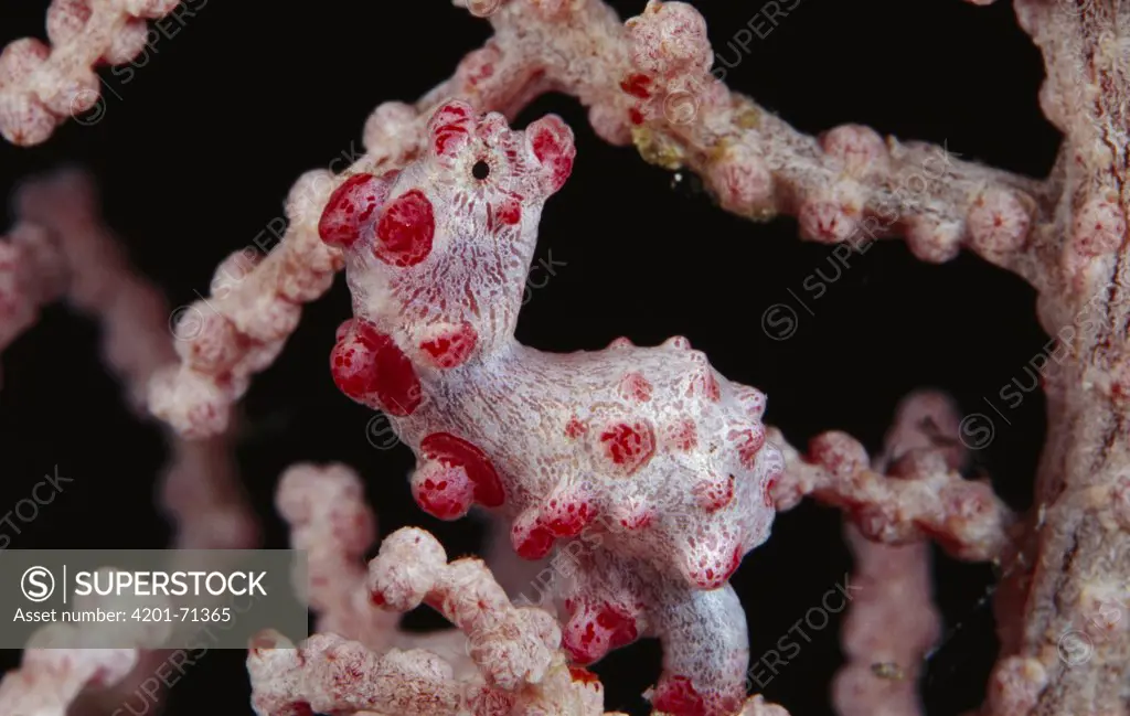 Pygmy Seahorse (Hippocampus bargibanti) clinging to Sea Fan (Muricella sp), Indonesia