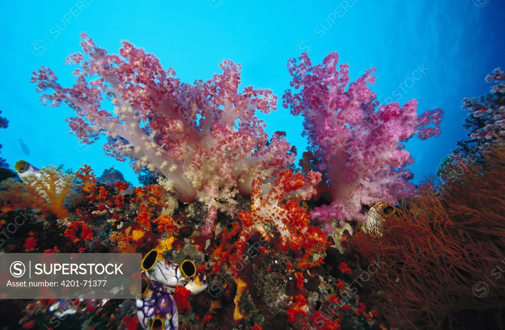 Soft Coral (Dendronephthya sp) reef scenic, Indonesia