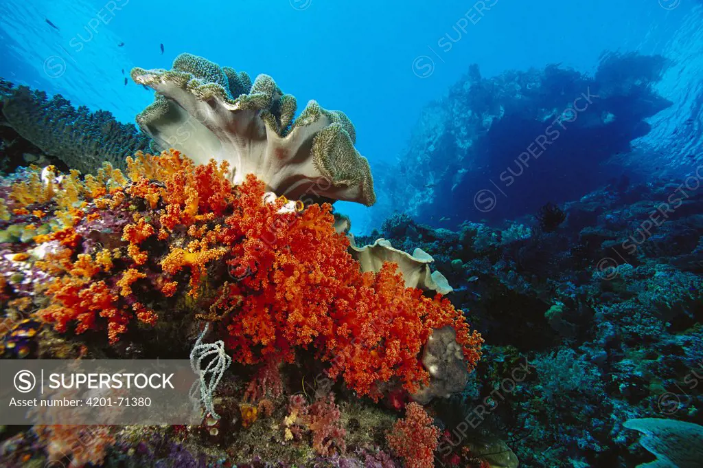 Soft Coral (Scleronephthya sp) and Leather Coral (Sarcophyton sp) on reef, Indonesia