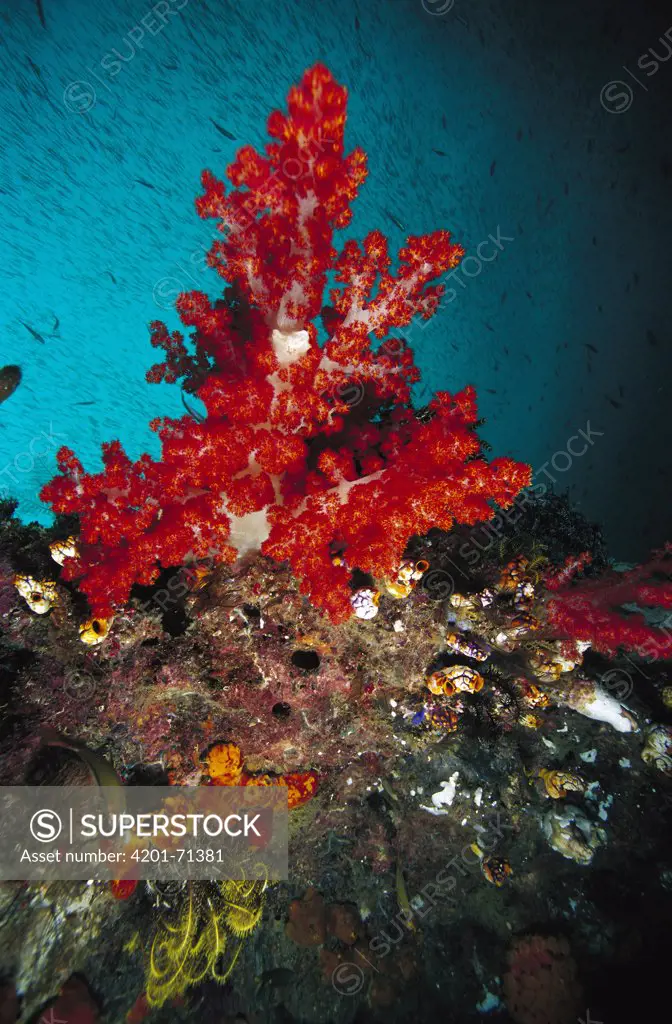Soft Coral (Dendronephthya sp) on reef, Indonesia