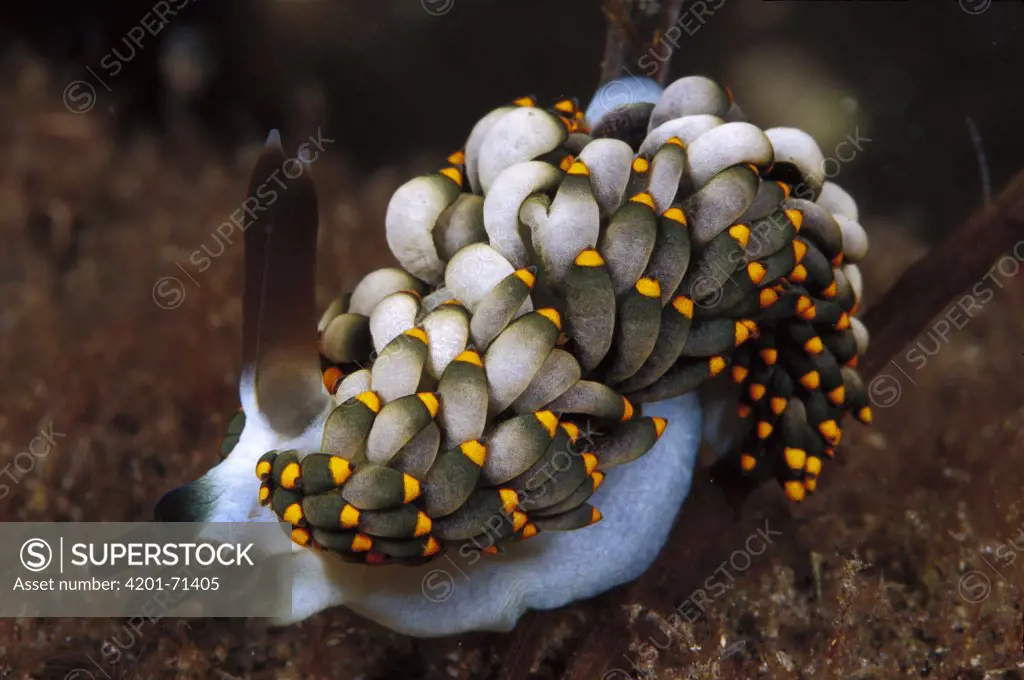 Nudibranch (Trinchesia yamadui), Indonesia