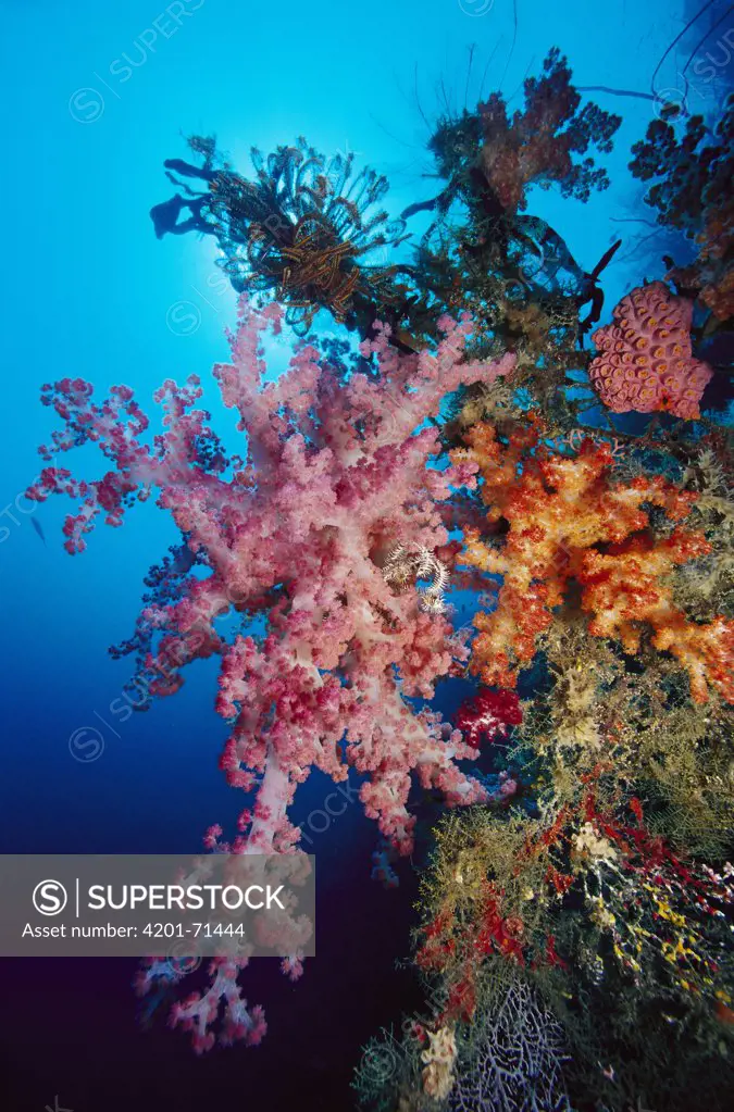 Soft Coral (Dendronephthya sp) reef, Indonesia