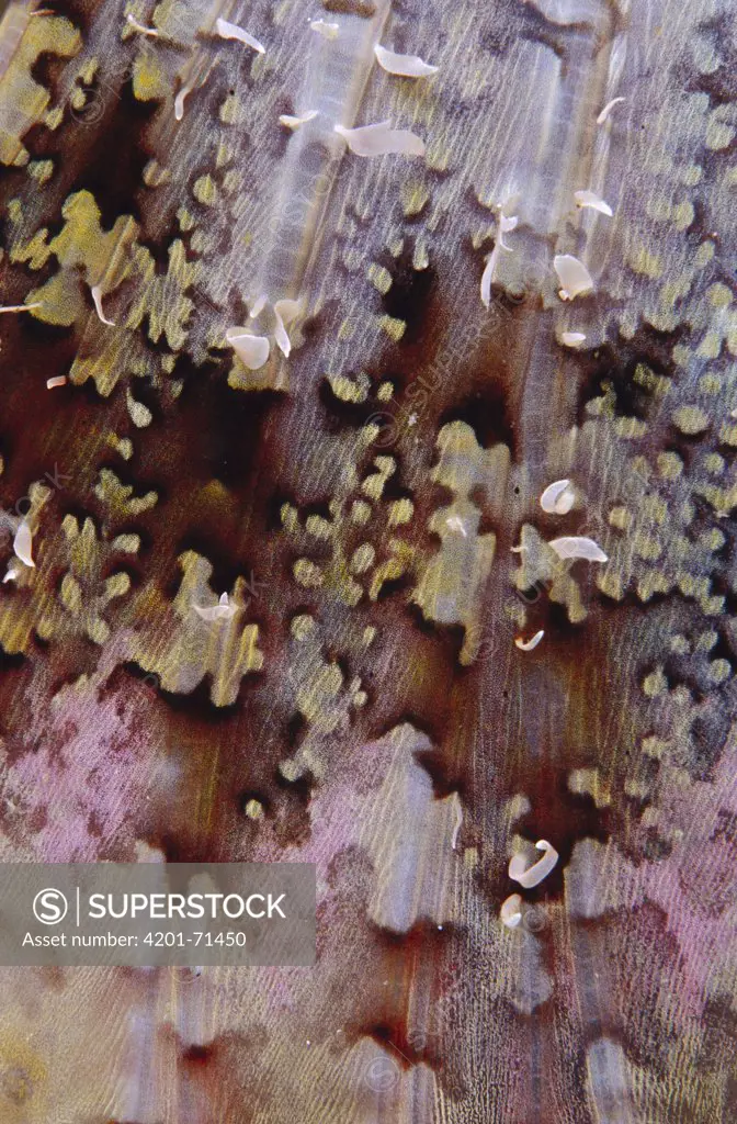 Scorpionfish (Scorpaenopsis sp) pectoral fin detail, Indonesia