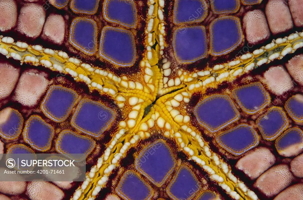 Sea Star (Iconaster longimanus) underside, Indonesia