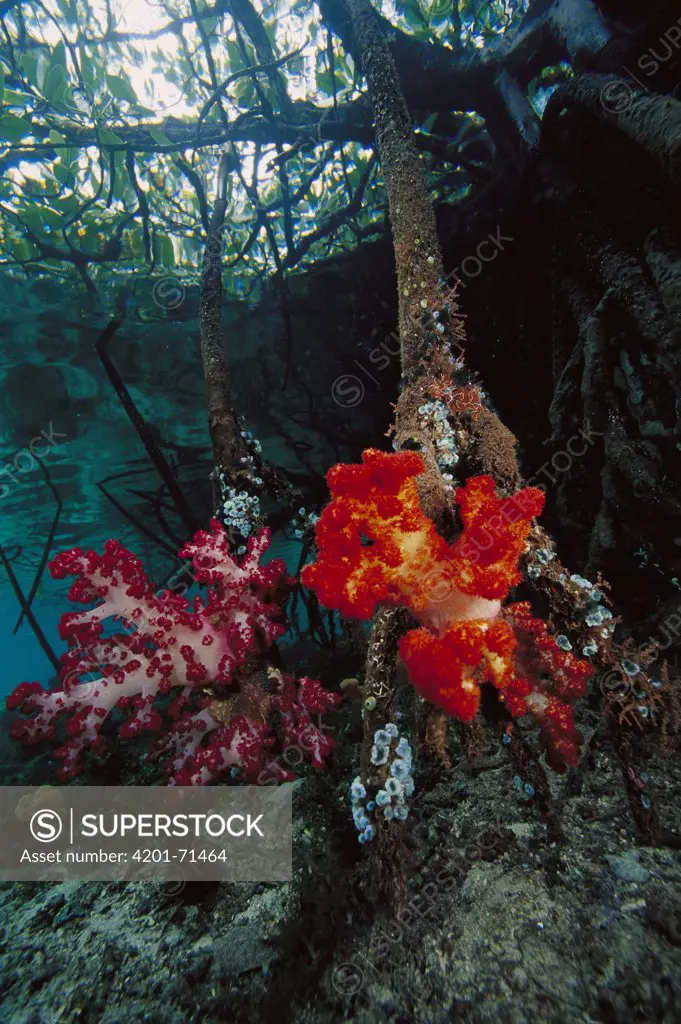 Soft Coral (Dendronephthya sp) growing on mangrove roots, Indonesia