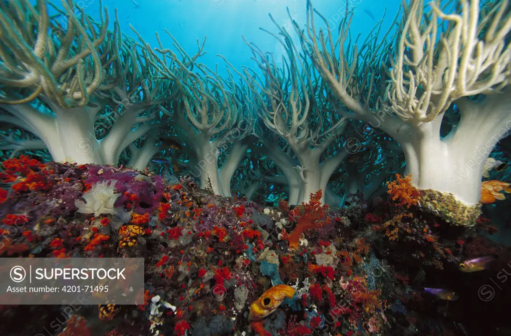 Soft Coral (Sinularia flexibilis) cluster on reef, Indonesia