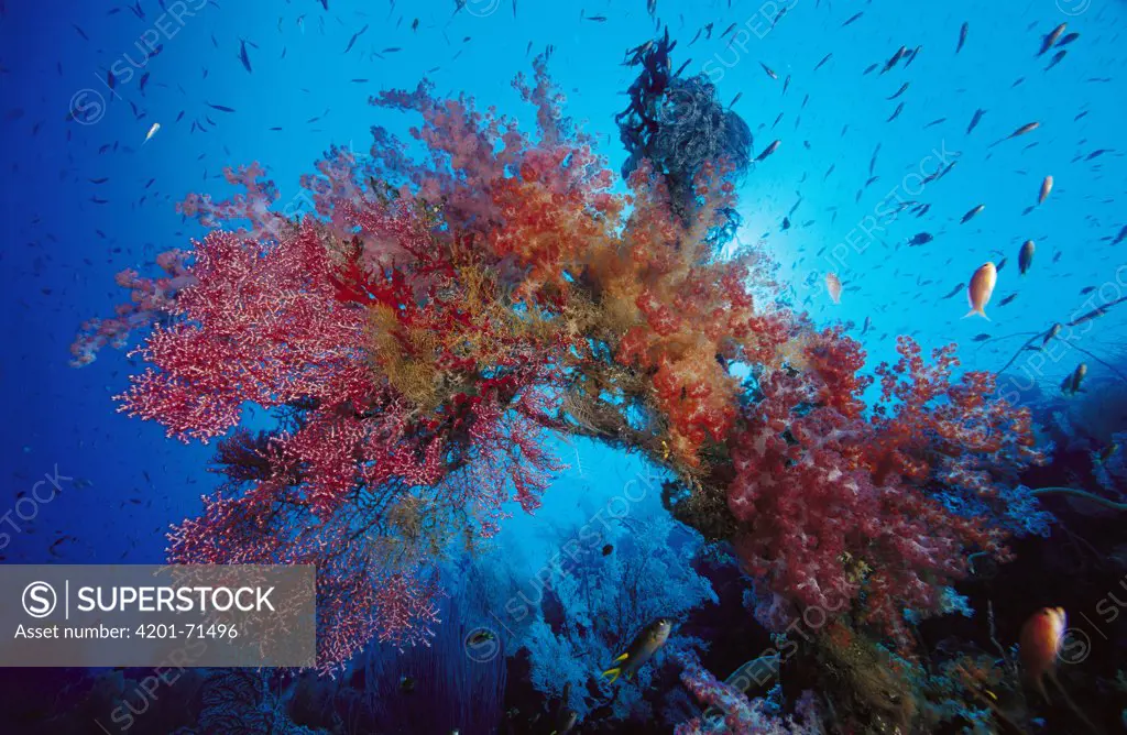 Soft Coral (Dendronephthya sp) and Sea Fans (Muricella sp) growing on dead sea fan stalk, Indonesia