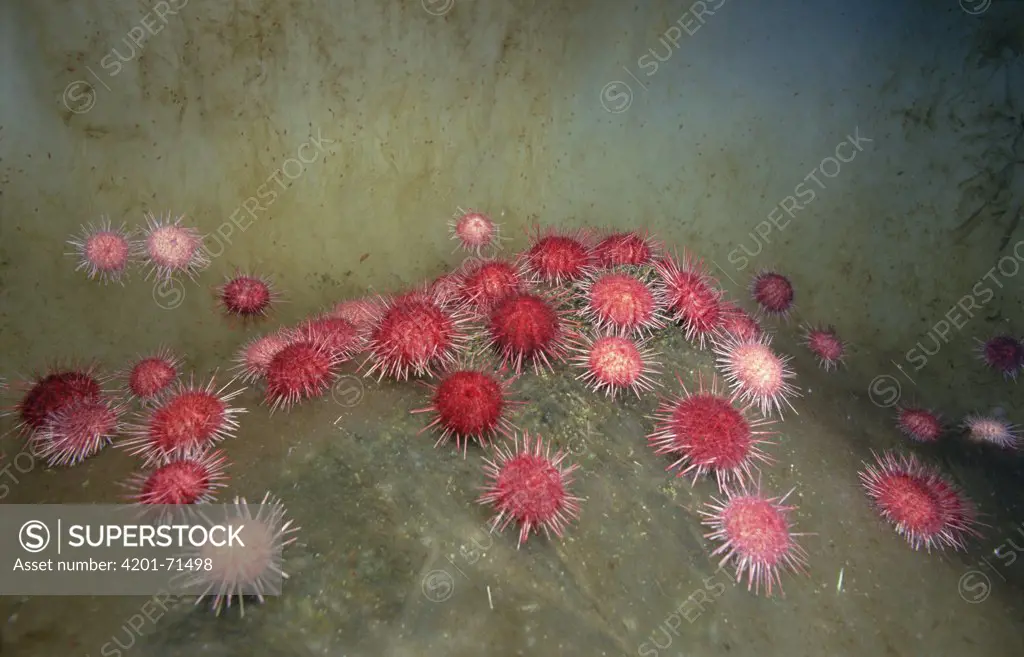 Sea Urchin (Sterechinus neumayeri) group gathers on an ice fall to eat algae, Antarctica