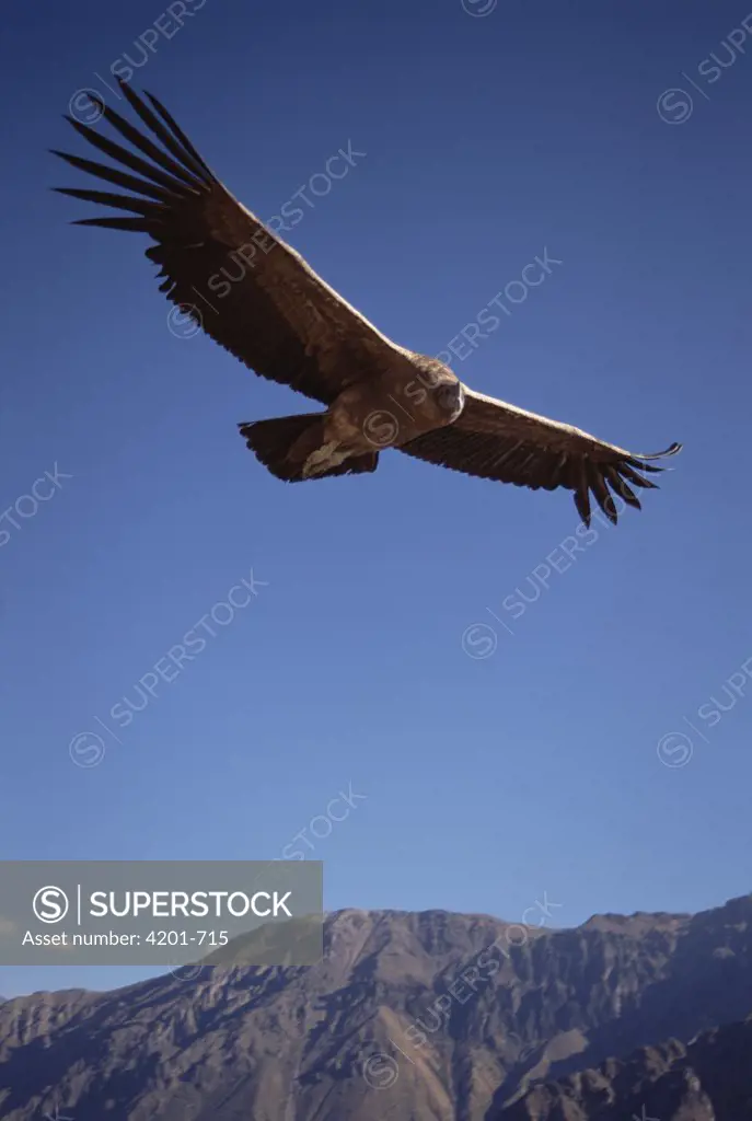 Andean Condor (Vultur gryphus) juvenile riding thermal updraft over 3,400-meter-deep Colca Canyon, Peru