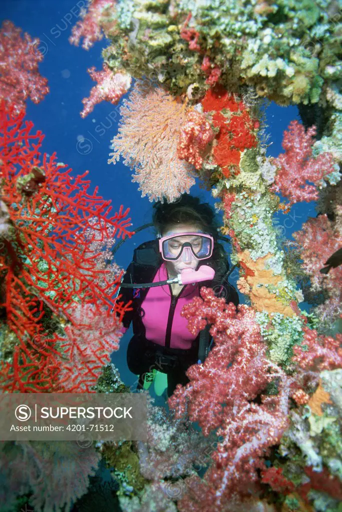 Scuba diver among colorful corals