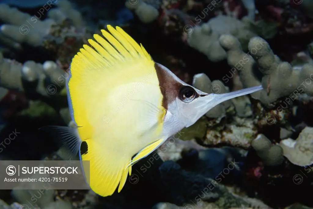 Longnose Butterflyfish (Forcipiger flavissimus) long nose helps it feed in crevices, Hawaii