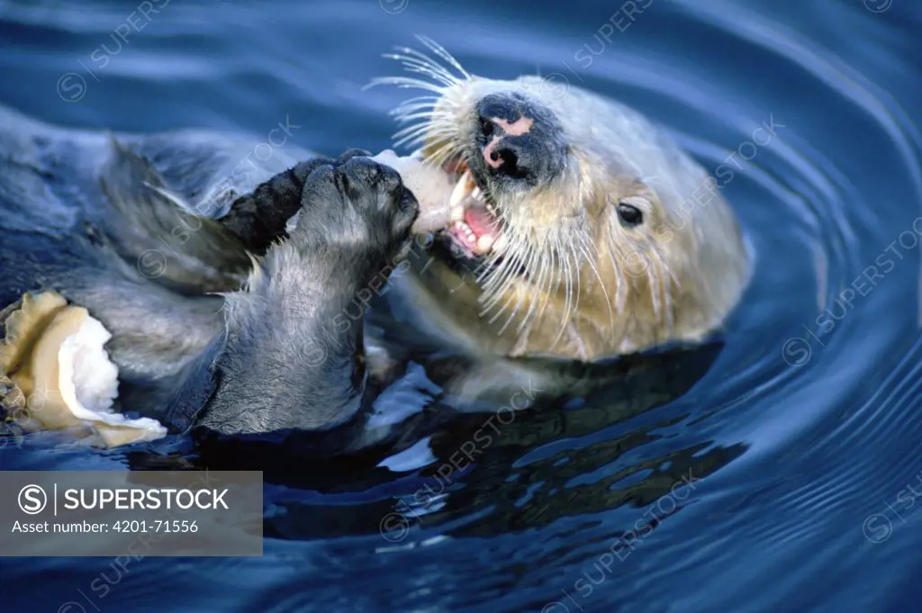 Sea Otter (Enhydra lutris) creates healthier Kelp forest by eating Abalone, California