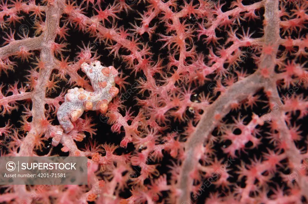 Seahorse (Hippocampus sp) on Sea Fan, related to Pipefish, Papua New Guinea