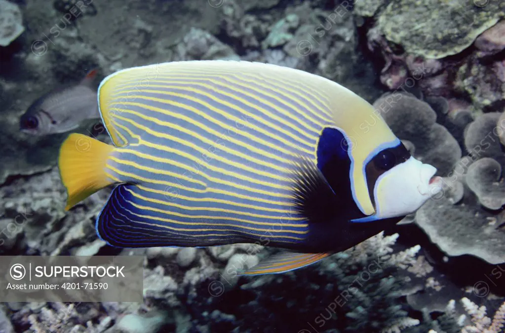 Emperor Angelfish (Pomacanthus imperator), Seychelles, Indian Ocean