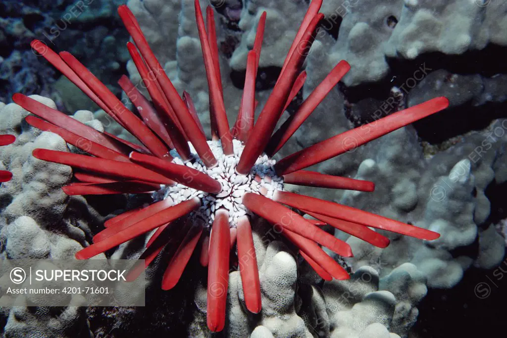 Slate Pencil Urchin (Heterocentrotus mammillatus) spines are stony and used for wind chimes, Hawaii