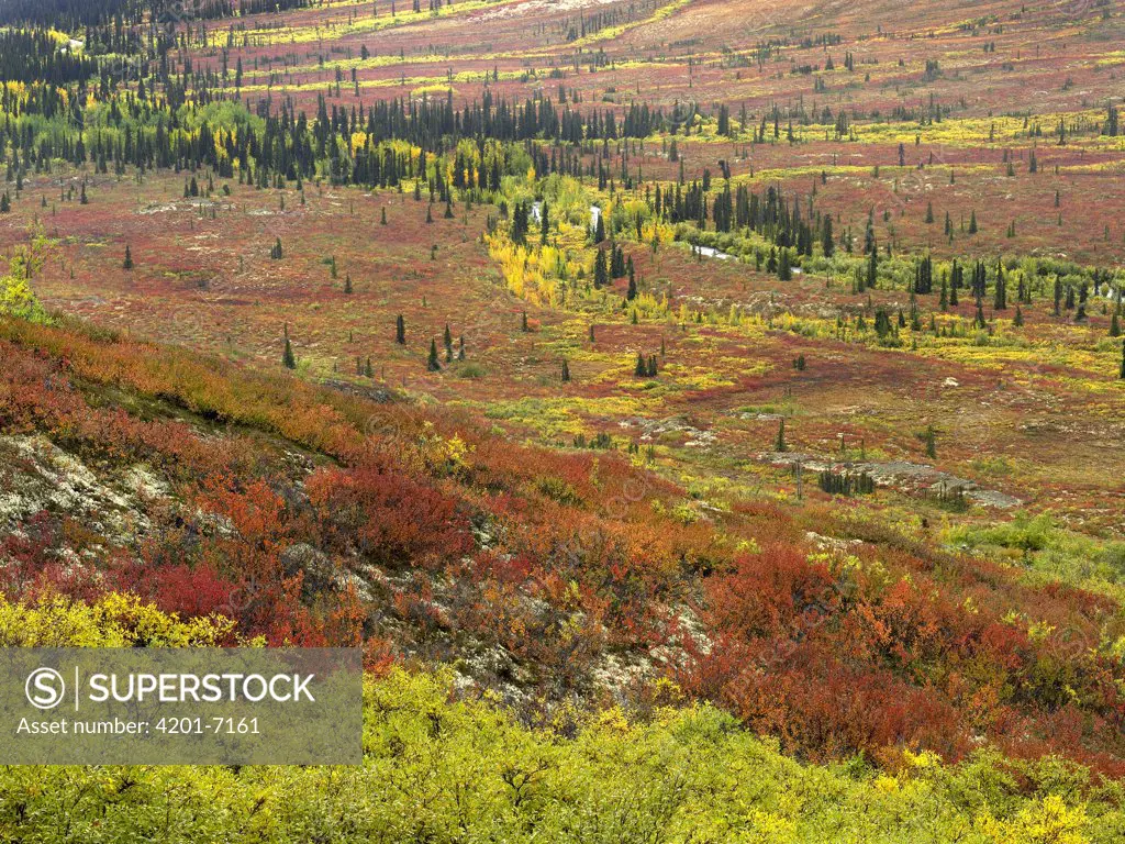 Autumn tundra with boreal forest, Tombstone Territorial Park, Yukon Territory, Canada