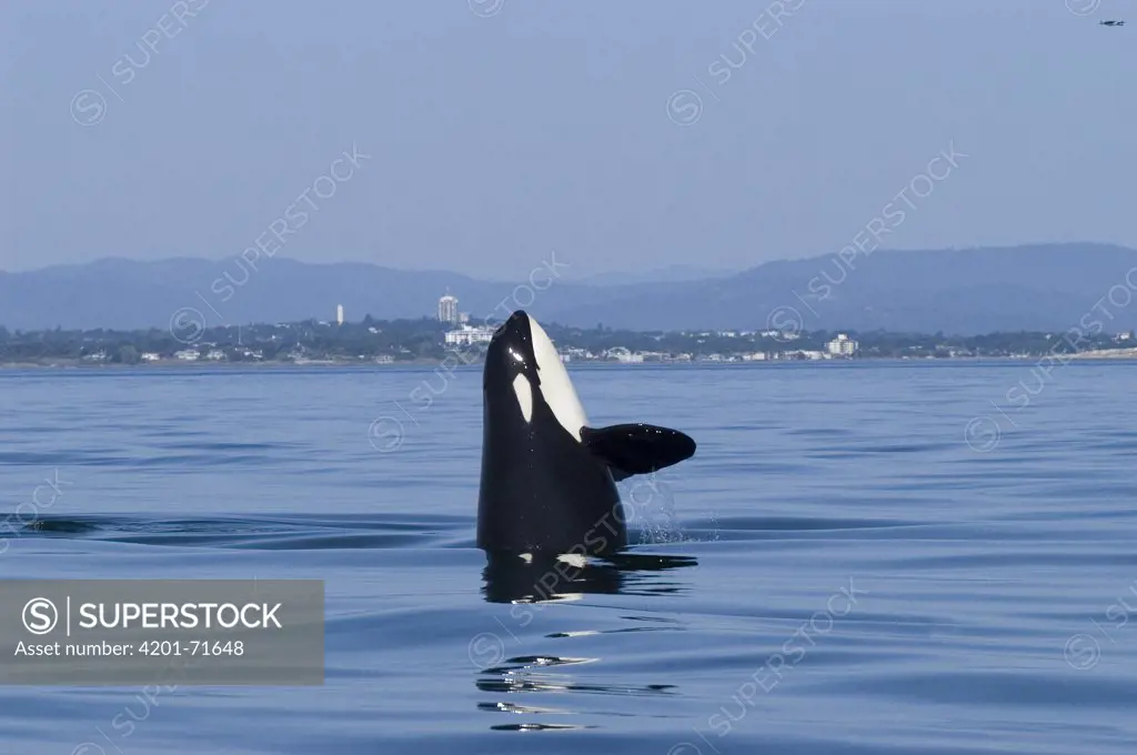Orca (Orcinus orca) spyhopping, southeast Alaska
