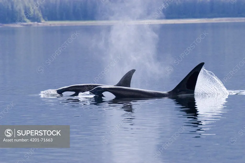 Orca (Orcinus orca) pair surfacing, southeast Alaska