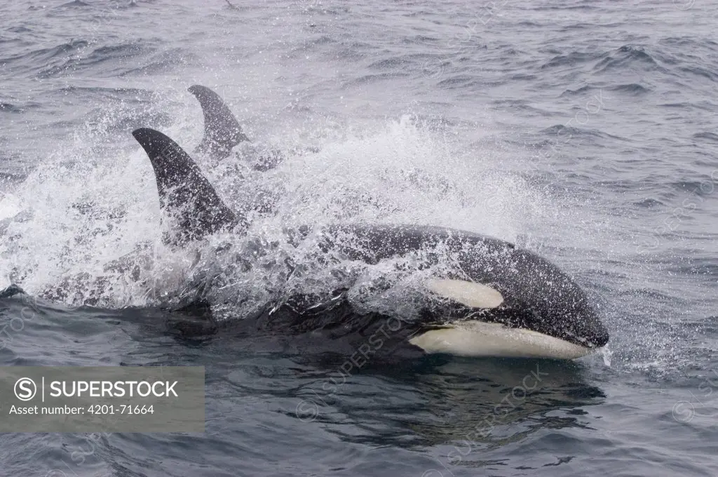 Orca (Orcinus orca) pair surfacing, southeast Alaska