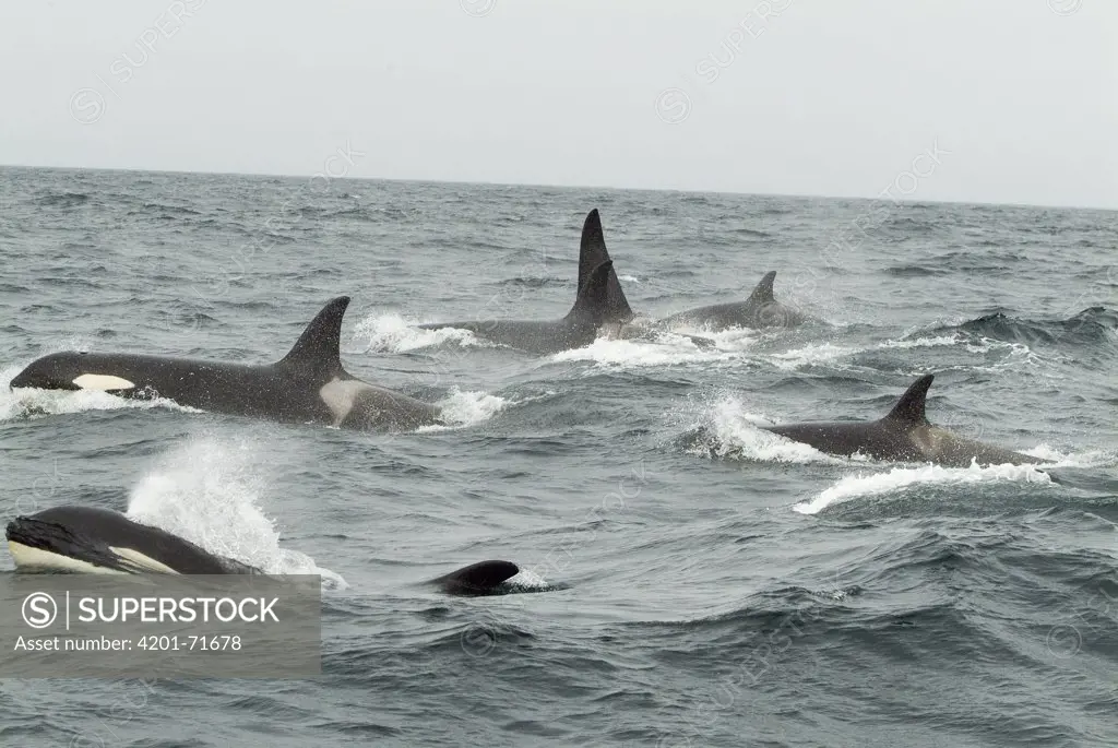 Orca (Orcinus orca) pod surfacing and spouting, southeast Alaska