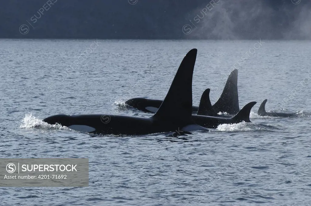 Orca (Orcinus orca) pod, southeast Alaska