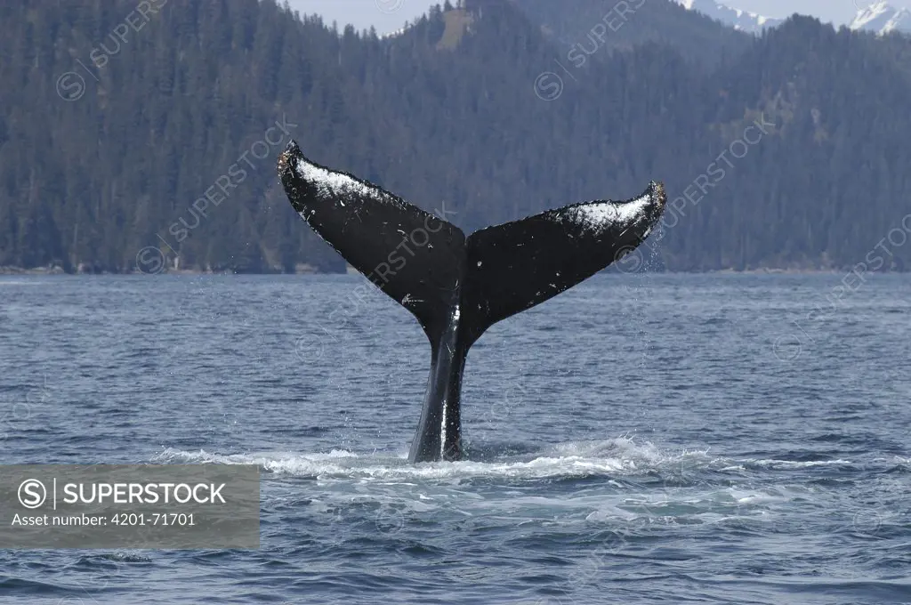 Humpback Whale (Megaptera novaeangliae) tail, vulnerable, southeast Alaska
