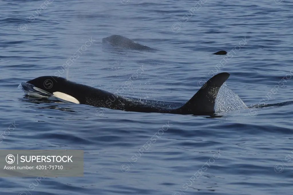 Orca (Orcinus orca) surfacing, southeast Alaska