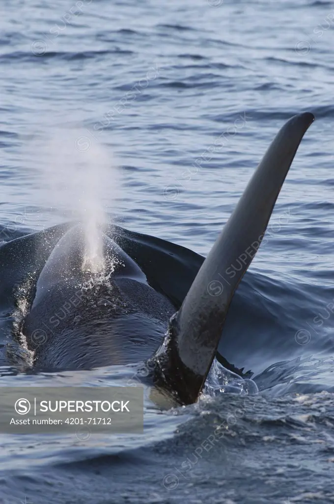 Orca (Orcinus orca) spouting, southeast Alaska