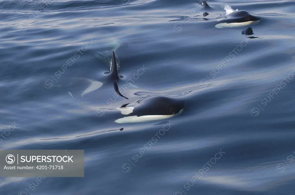 Orca (Orcinus orca) surfacing pair, southeast Alaska