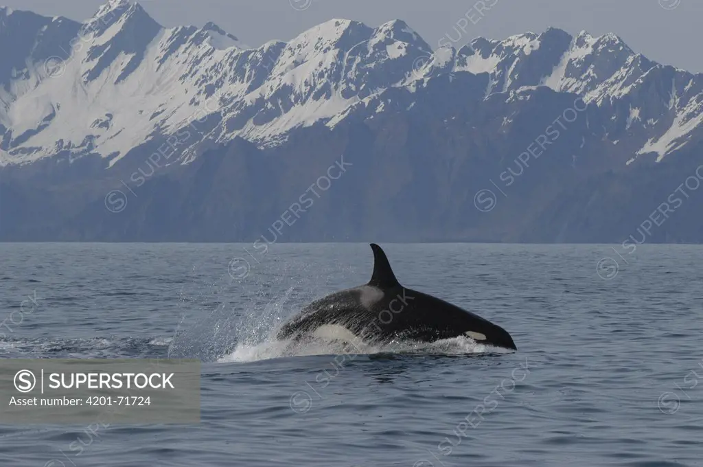 Orca (Orcinus orca) porpoising, southeast Alaska