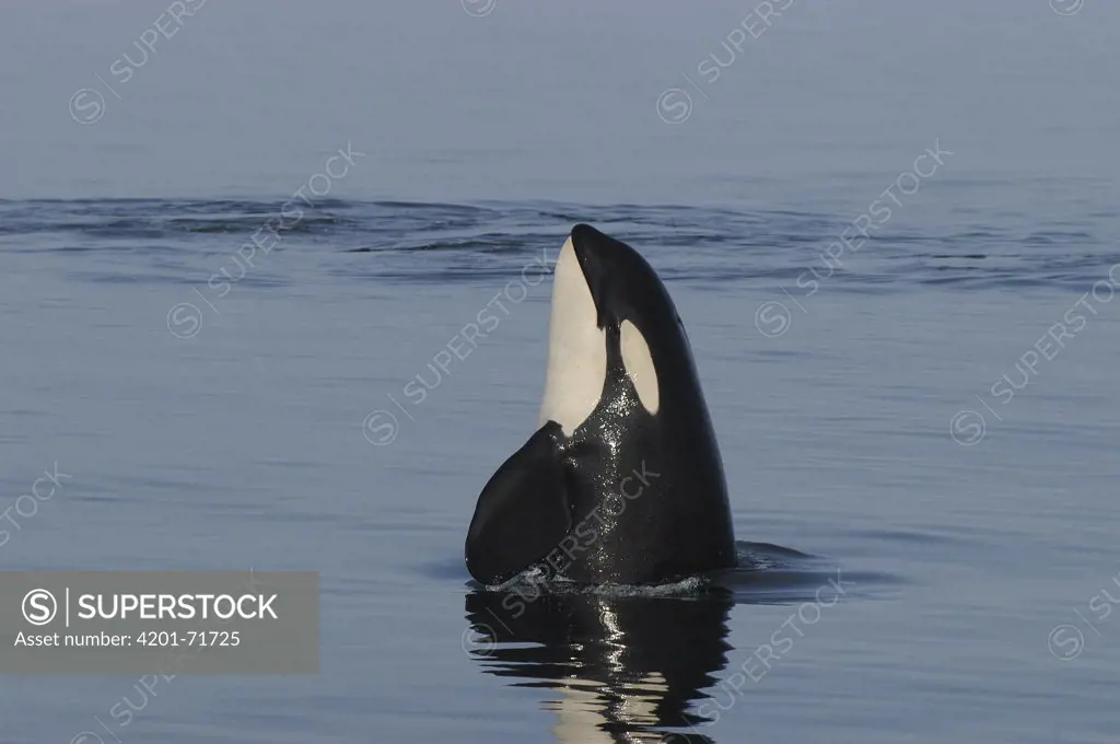 Orca (Orcinus orca) spy hopping, southeast Alaska
